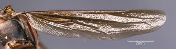 Media type: image;   Entomology 33138 Aspect: Wing hind